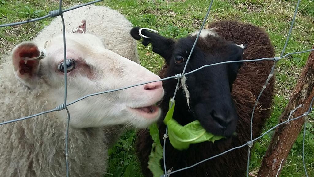 Kerimäki Lomatila Ollila Farm Stay المظهر الخارجي الصورة